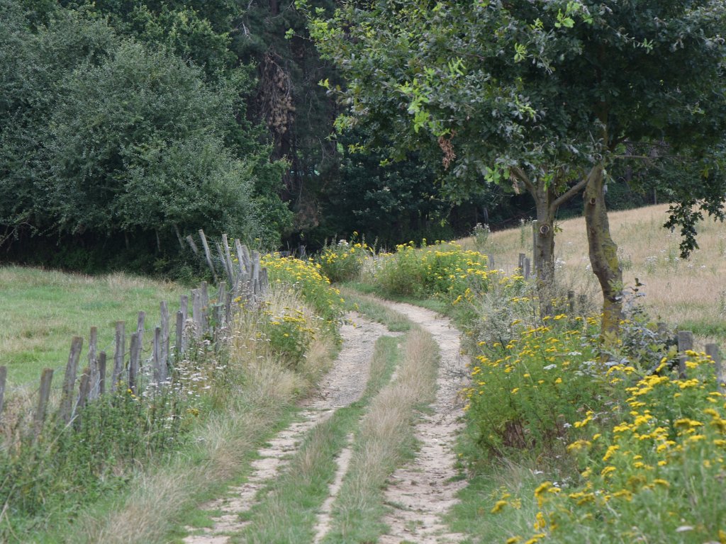 Augustus