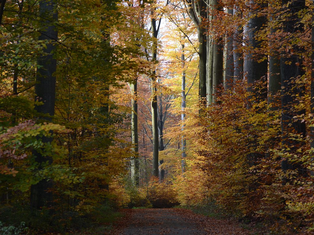 Mollendendaalbos