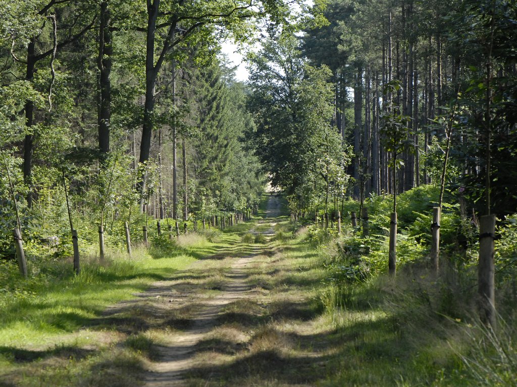 Averbode - Bos  en Hei