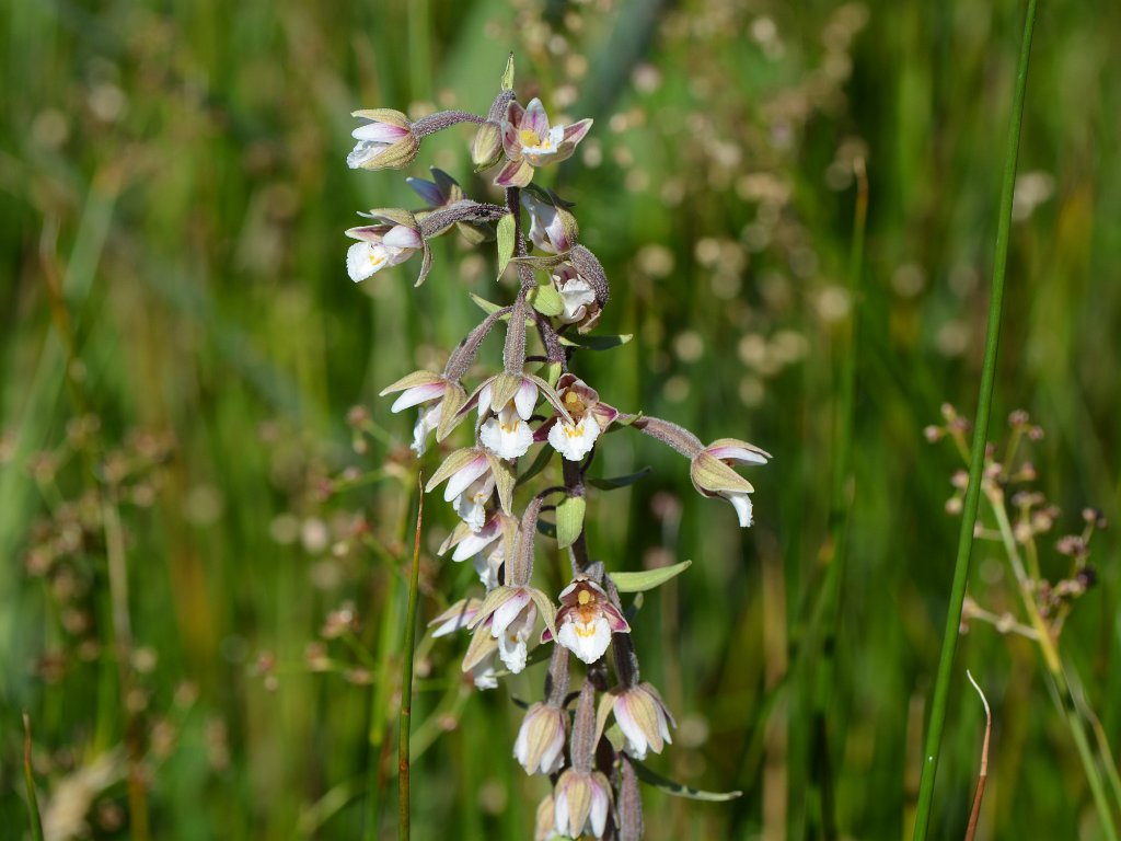 Torfbroek - juli 2014