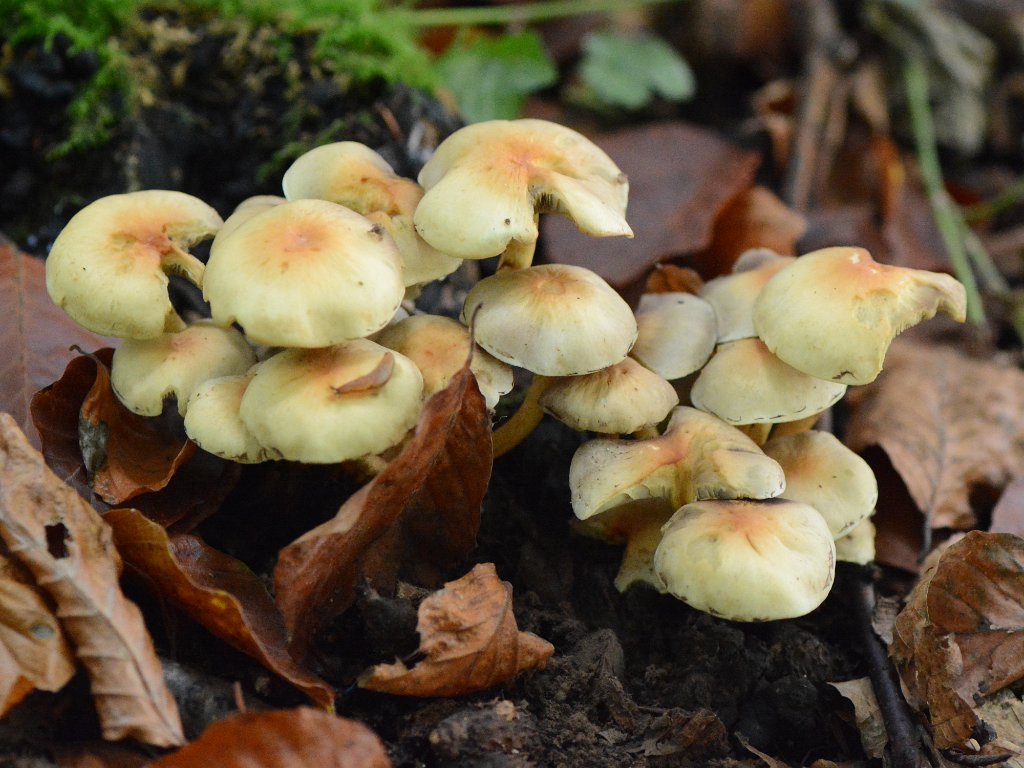 Bierbeek Mollendaalbos okt 2017