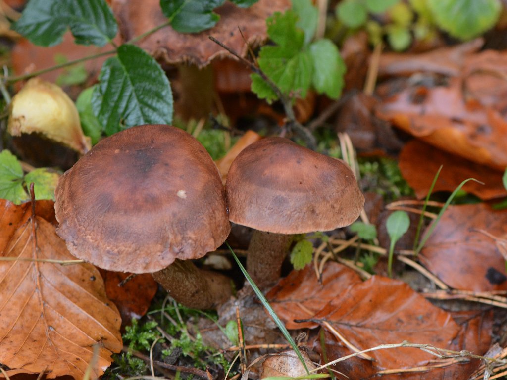 Bierbeek Mollendaalbos okt 2018