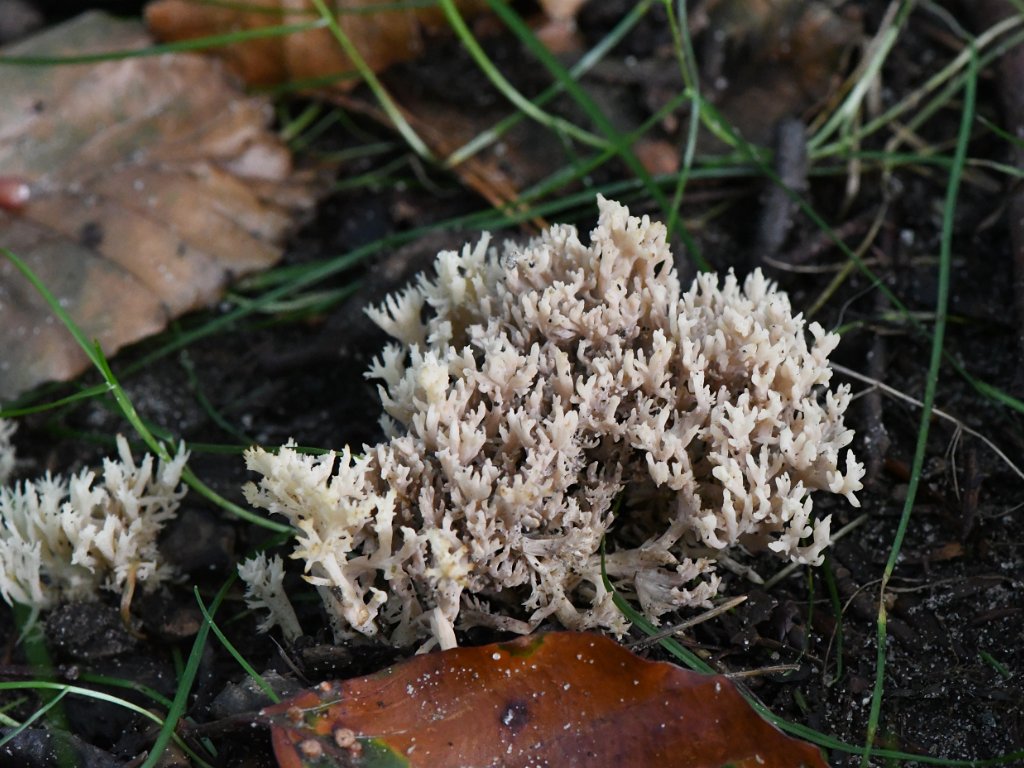 Bierbeek Mollendaalbos sept 2021