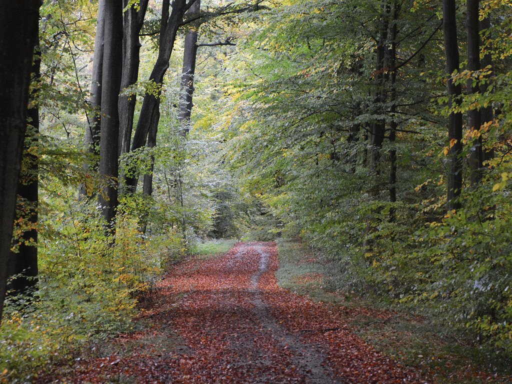 Bierbeek-Blanden - Mollendaalbos