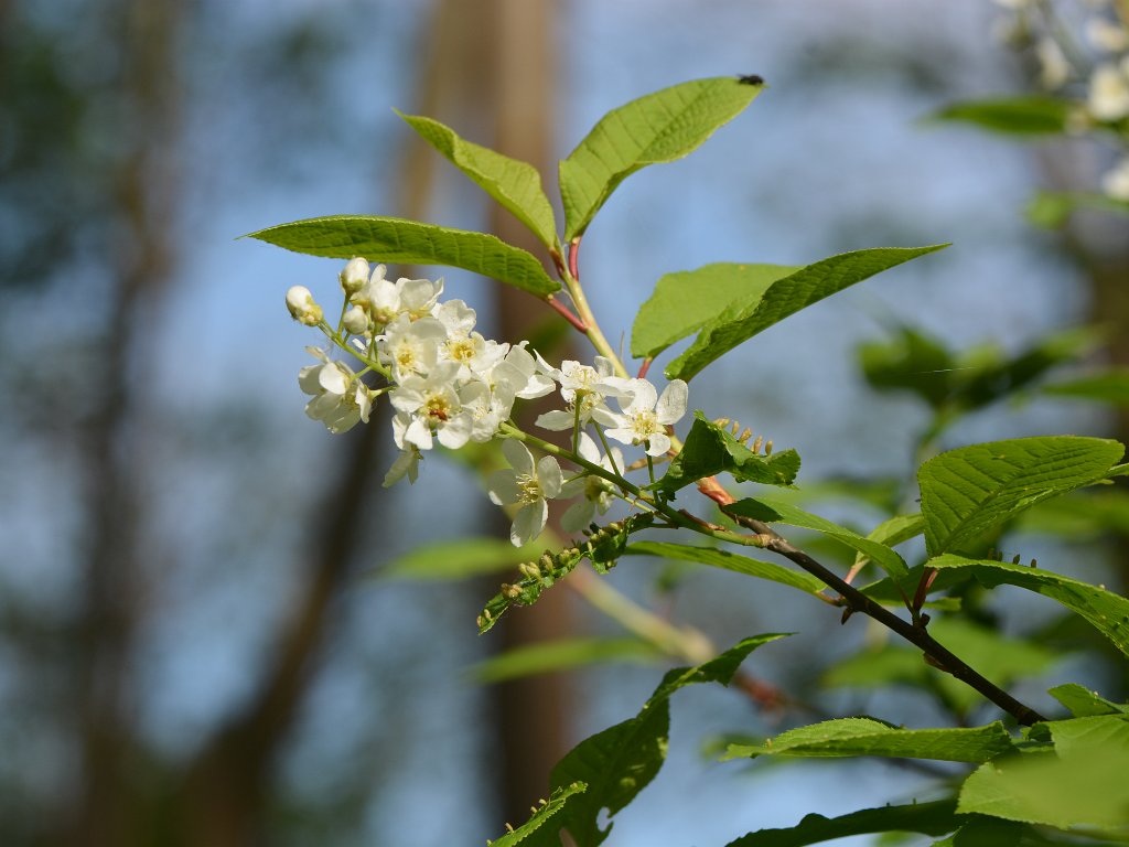 Silsombos - april 2014