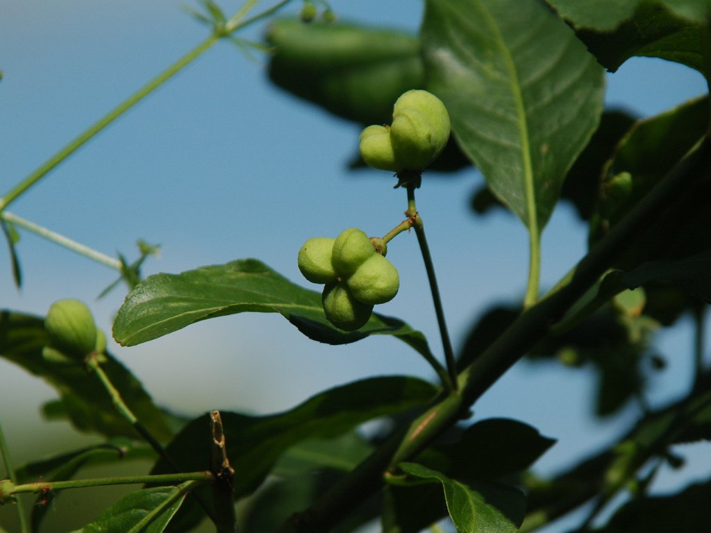 Silsombos - juli 2010