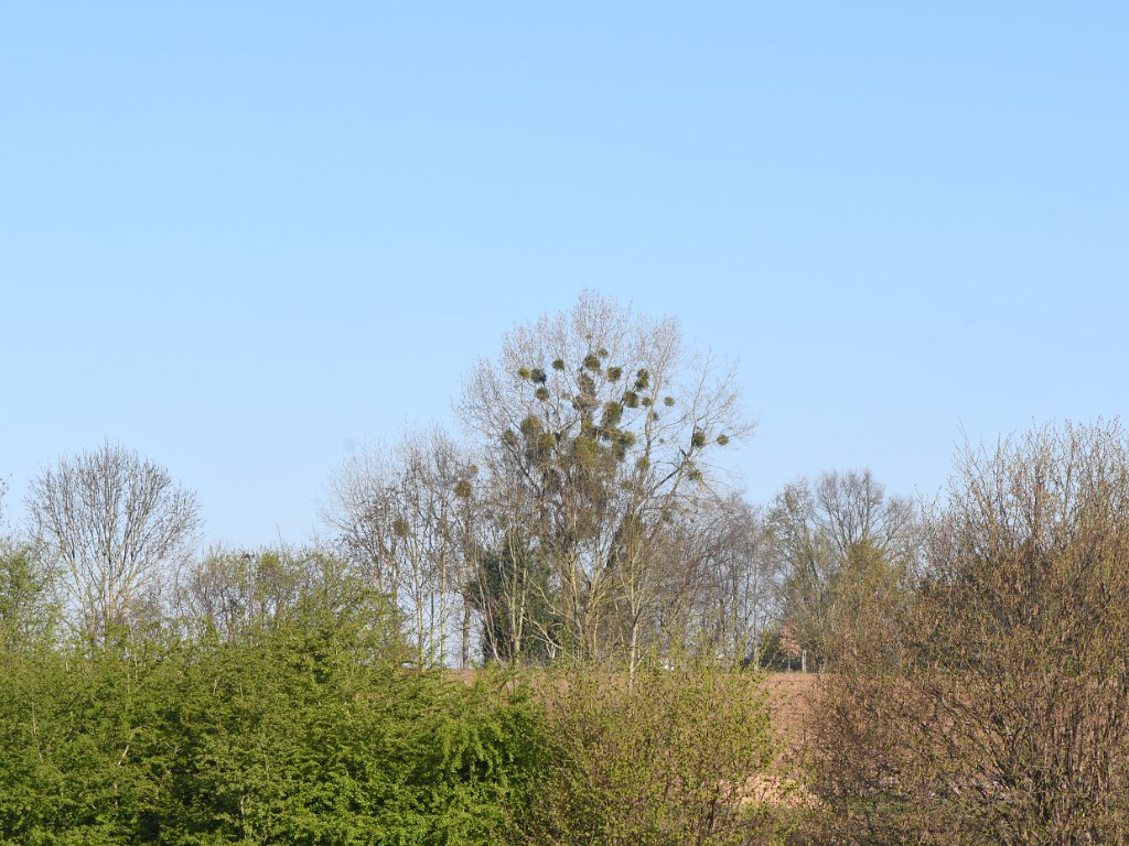 Everberg - Hogennbos