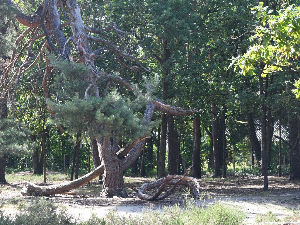 Grootlo-Schriek - Bolloheide