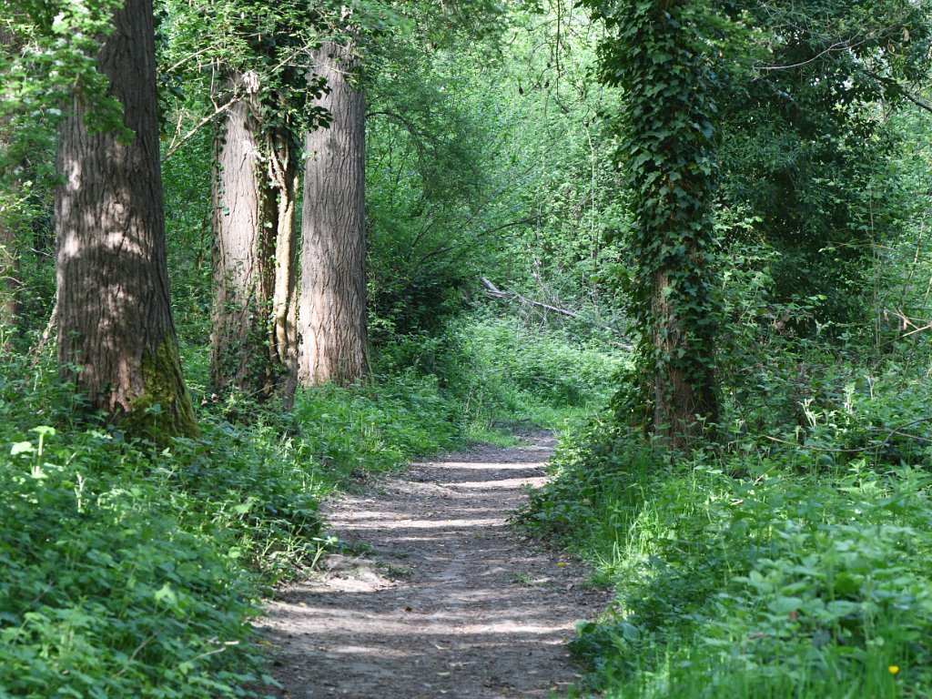 Haacht-Tildonk Plantsoenbos