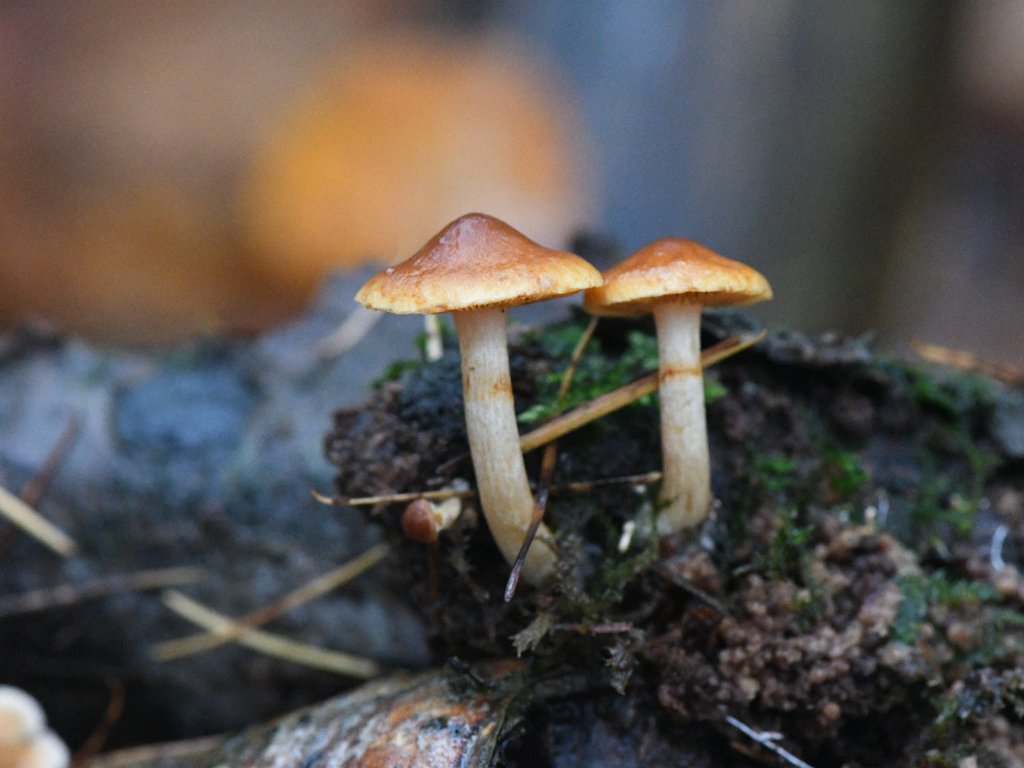 Heverleebos - nov 2024