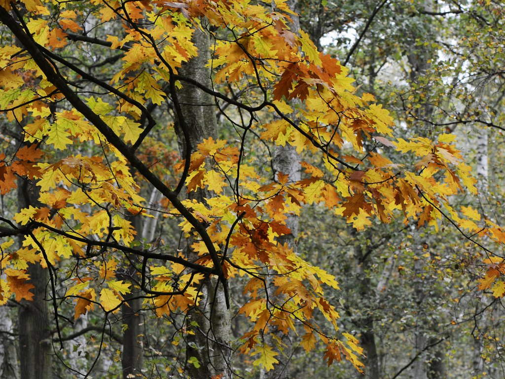 BLOSO domein - oktober 2016