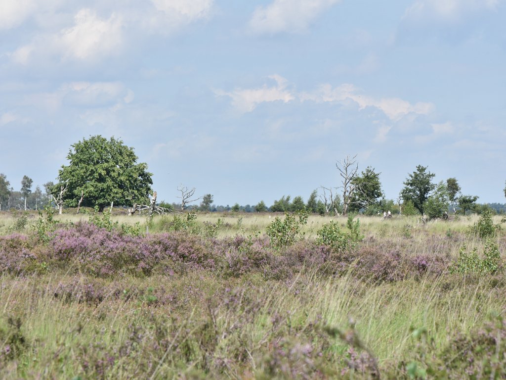 Kalmthoutse heide - augustus 2020