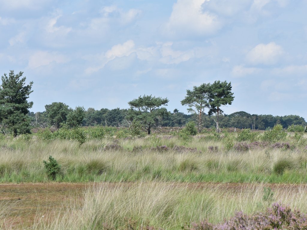 Kalmthout - Kalmthoutse heide