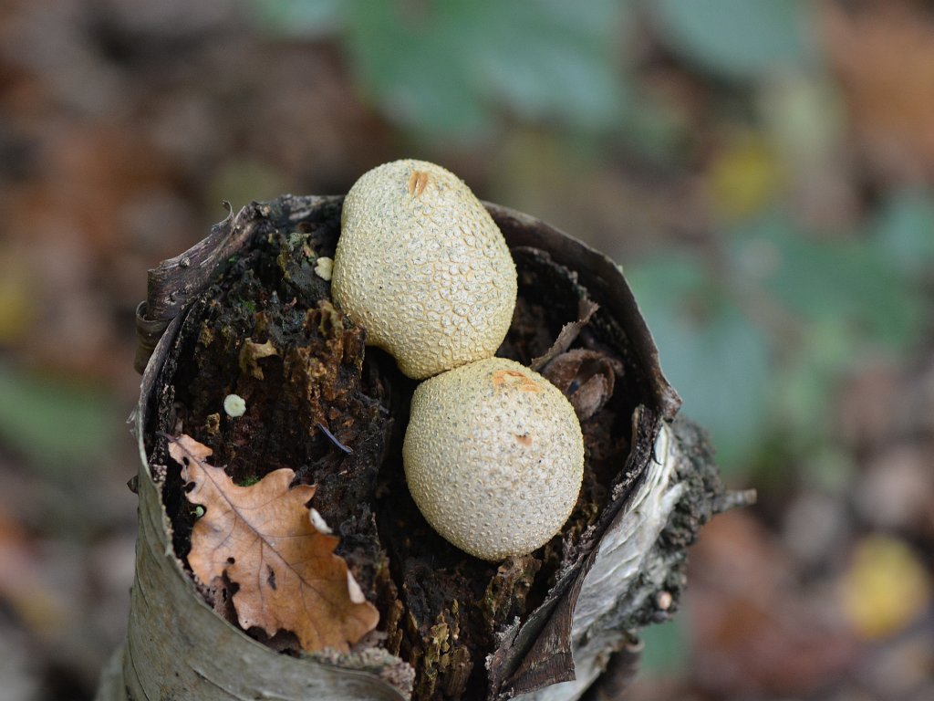 Hellebos - oktober 2014