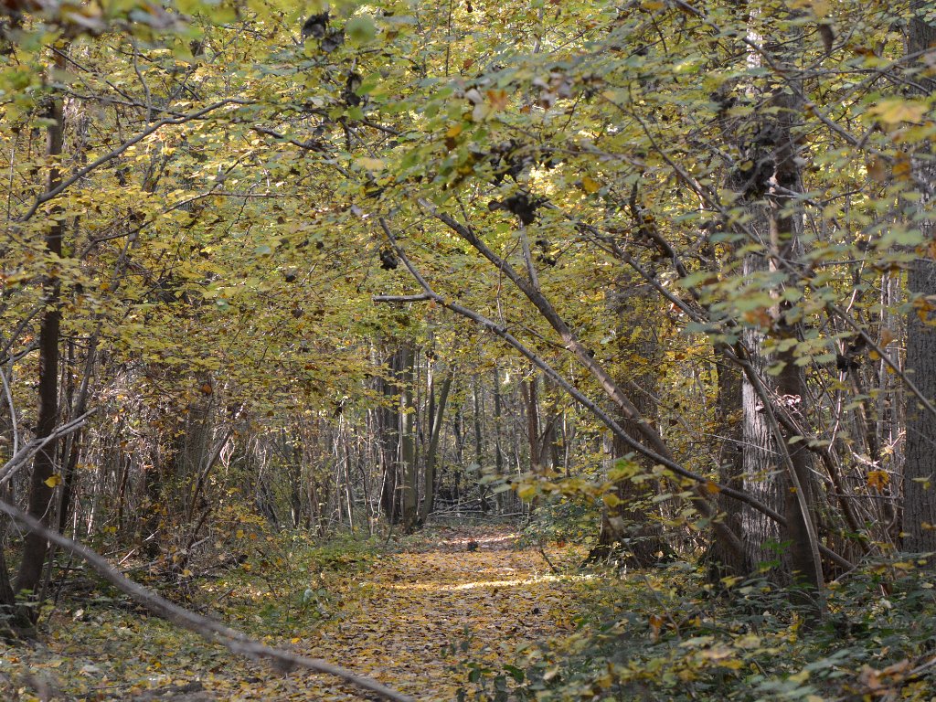 Kampenhout - Hellebos