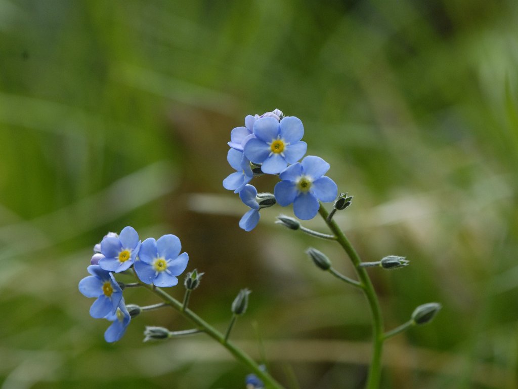 Weisetterbos - mei 2013