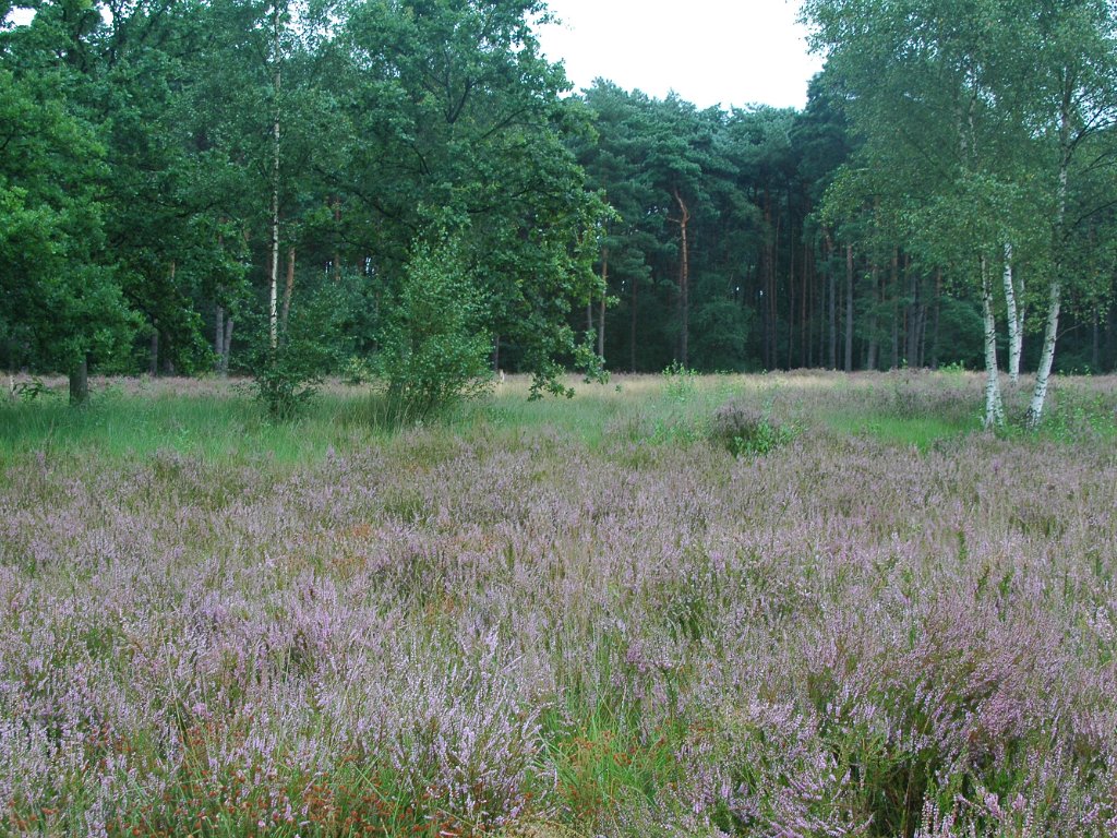 Keerbergen - Pommelsven en Kruisheide