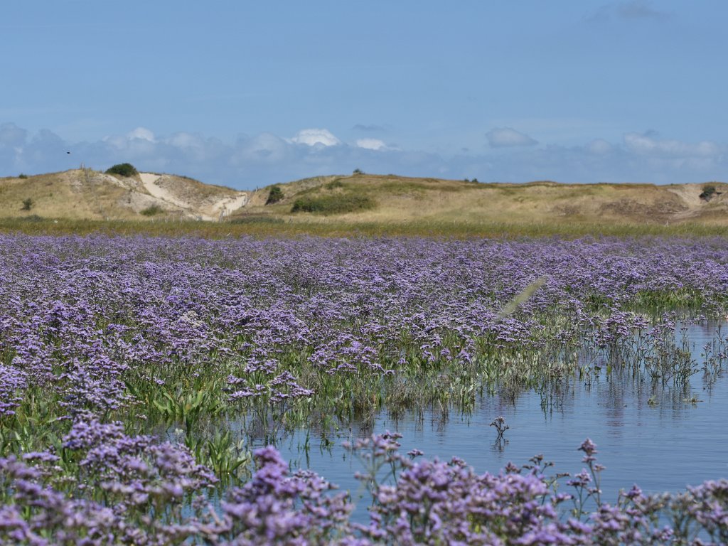 Knokke  - Het Zwin