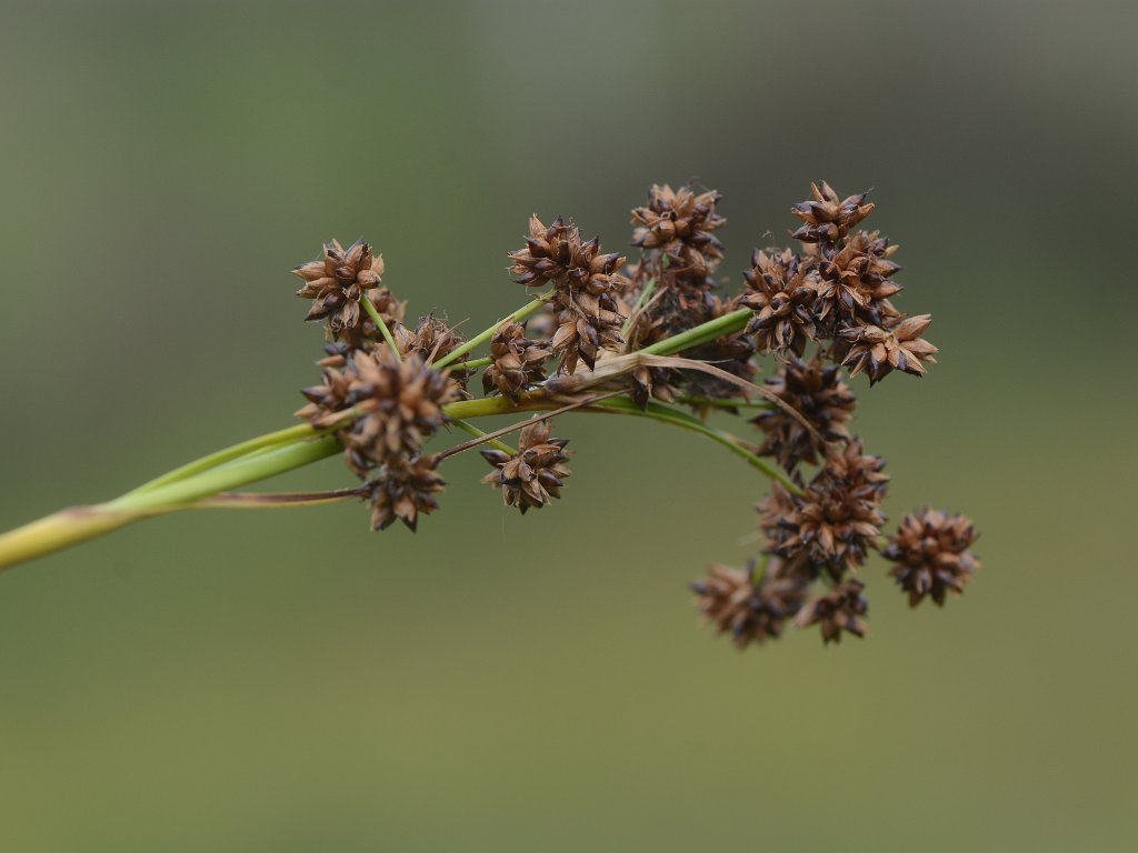 Buitengoor - juli 2018