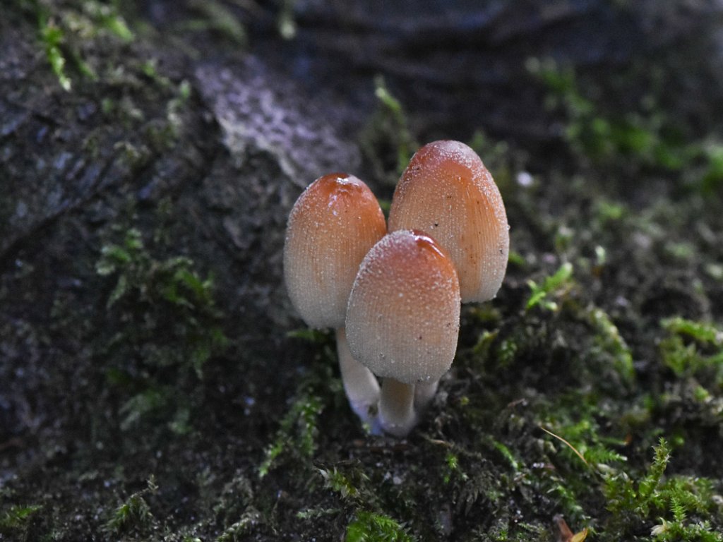 Meerdaalwoud - oktober 2019