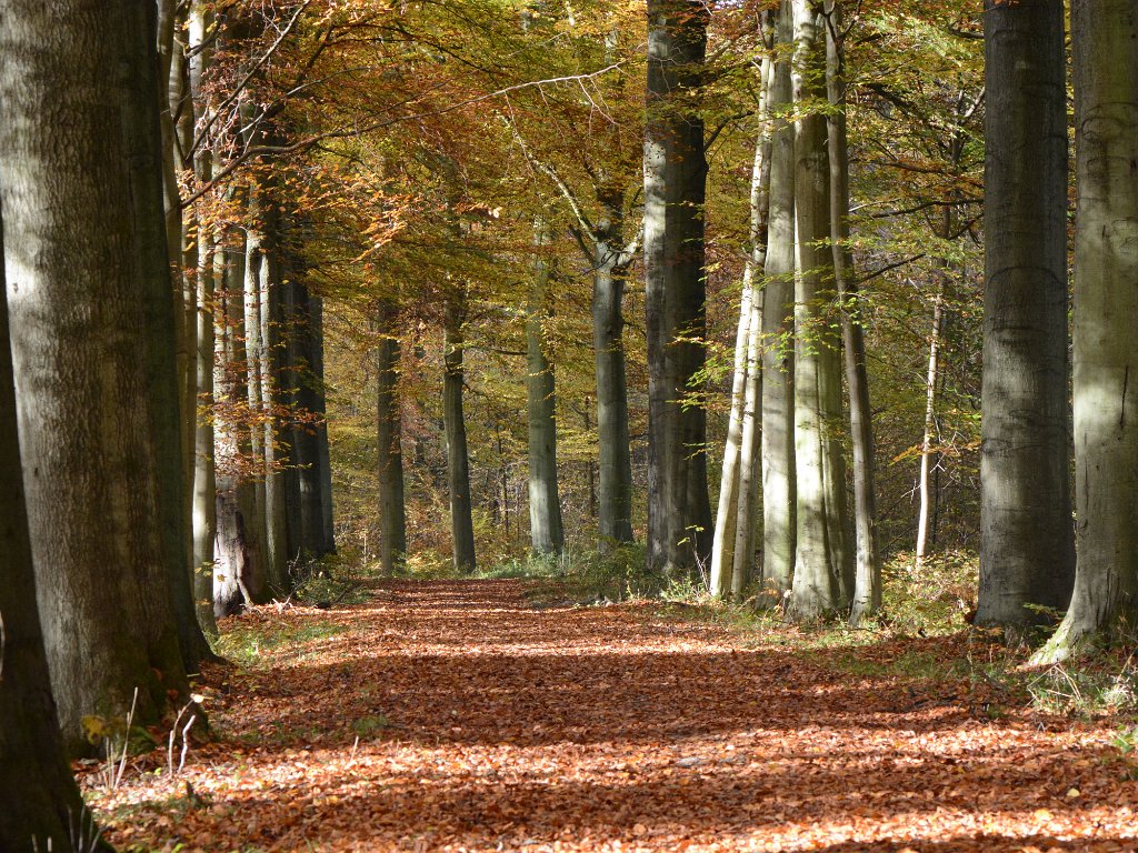 Oud-Heverlee-St.Joris-Weert - Meerdaalwoud