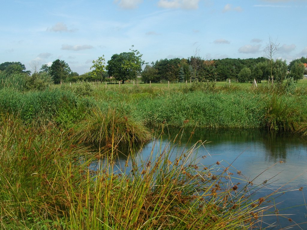 St.Katelijne-Waver - Hondbossen en retentiebekkens