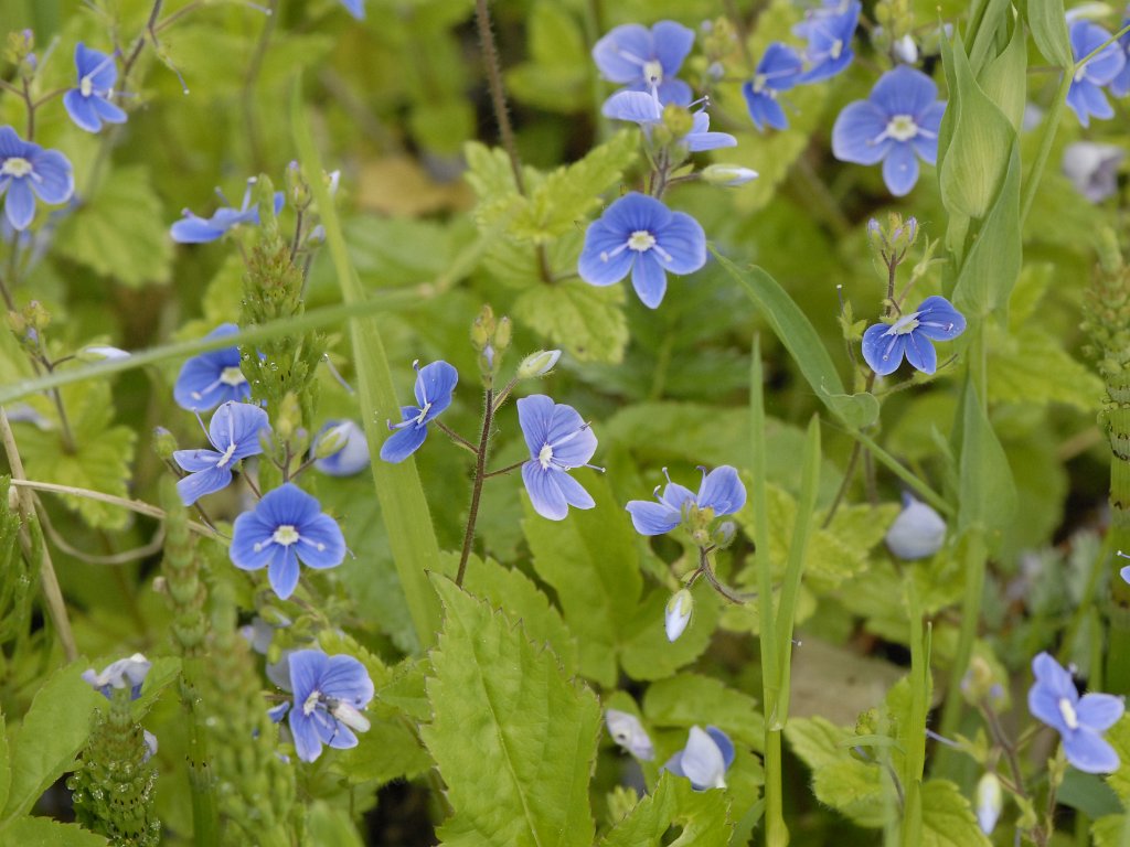 Walenbos - mei 2012