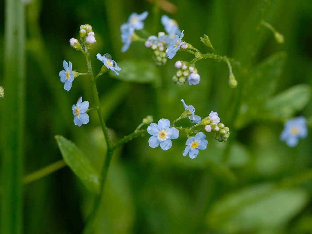 Walenbos - mei 2013