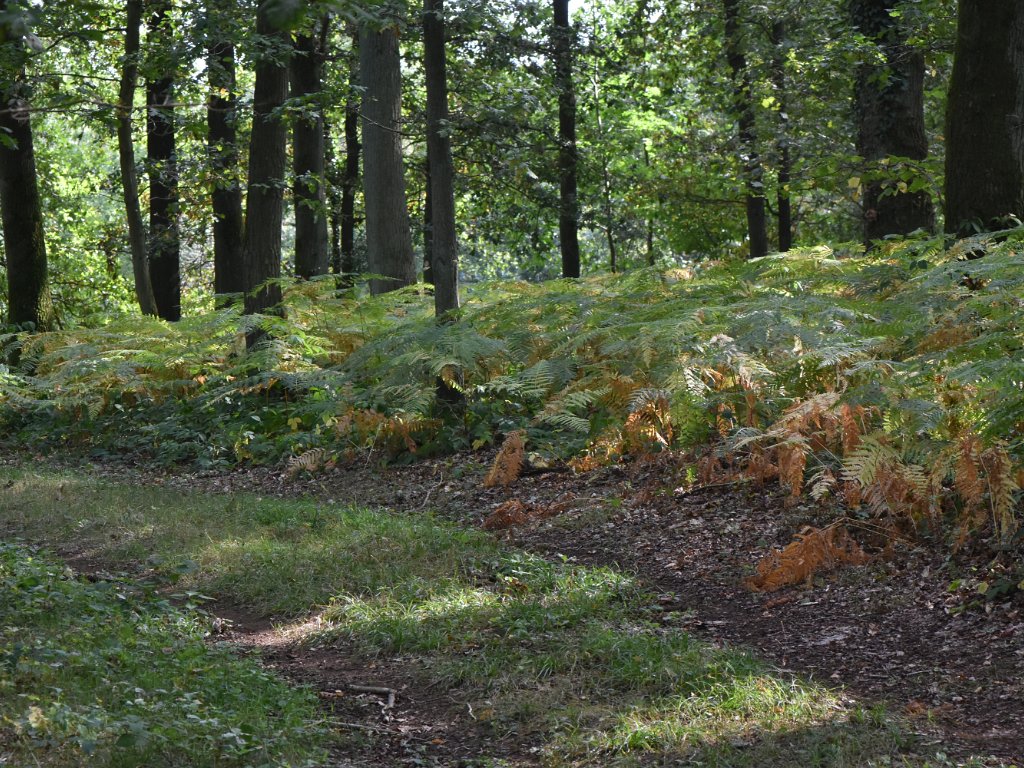 Tielt-Winge -Houwaart - Walenbos