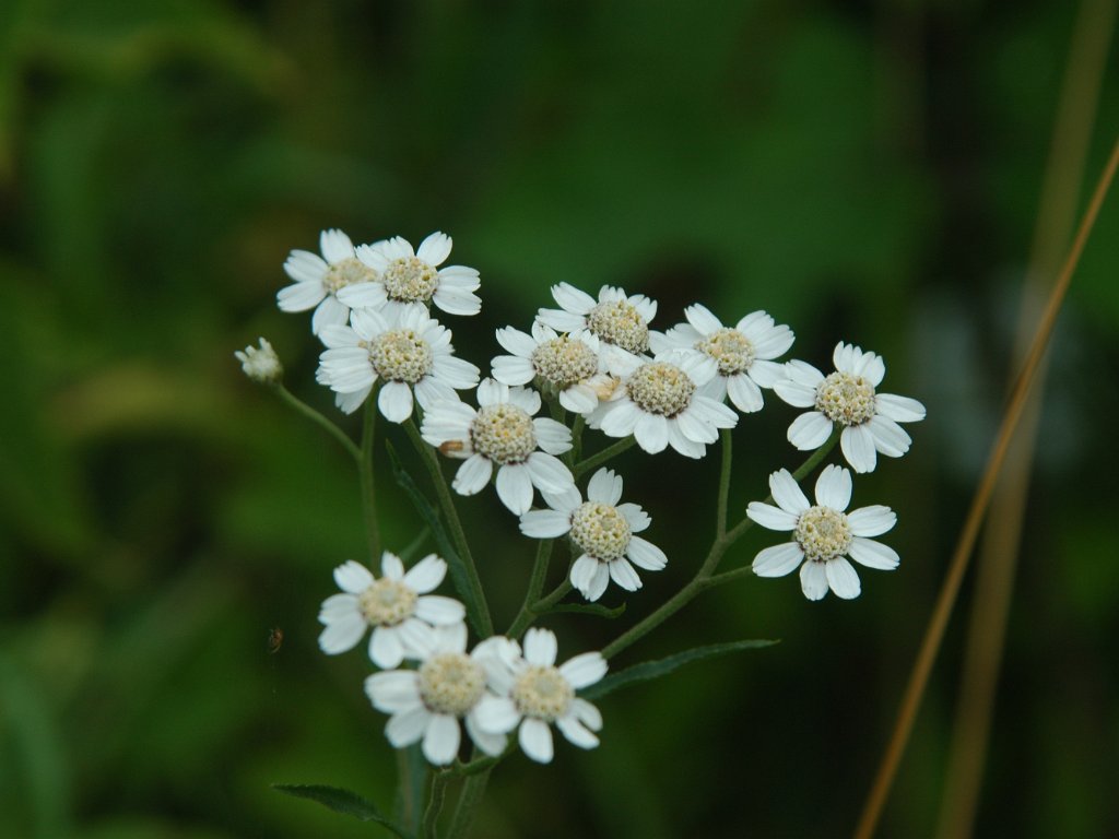 Kollinten - juli 2010