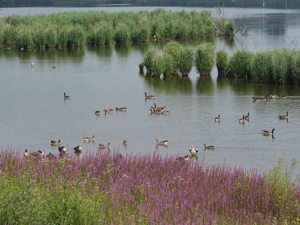 Het vinne - juli 2014